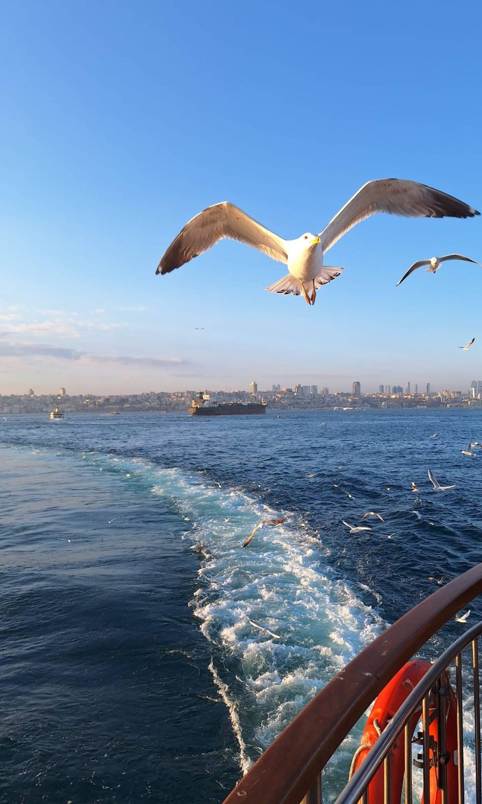 Möwen begleiten die Fähre über den Bosporus – im Hintergrund die Skyline